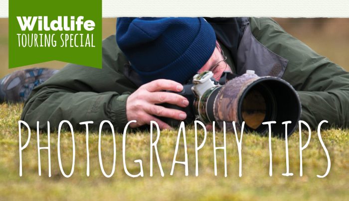 Wildlife nature photography